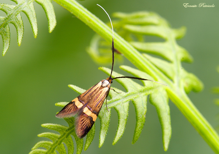 da identificare - Nemophora degeerella